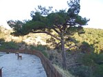 Ancient Black Pine in Troodos mountains Cyprus